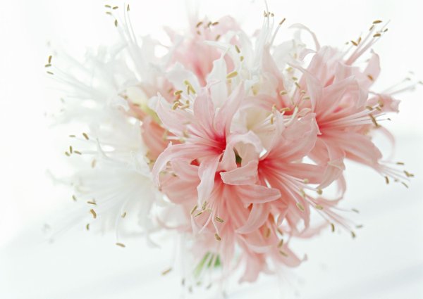 нерине нерина