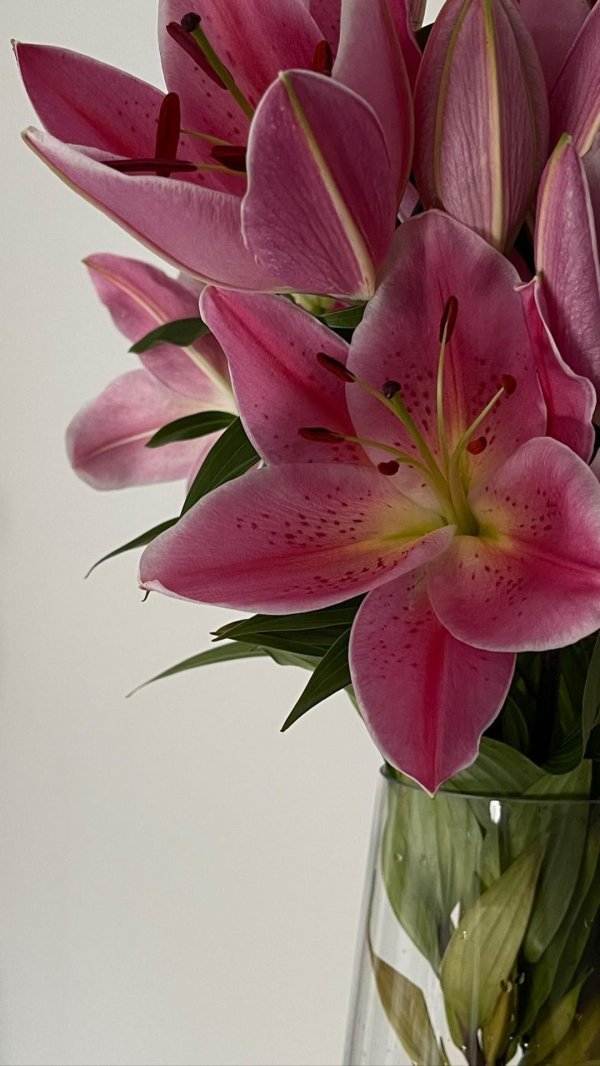 лилия пинк каунти азиатская