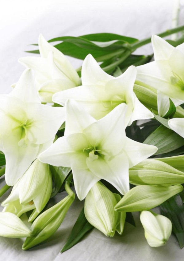 лилия вайт хевен