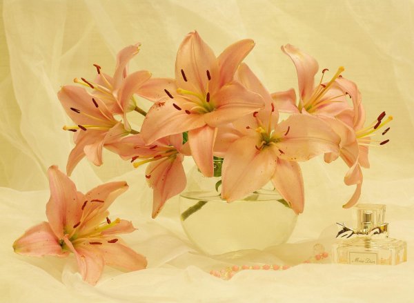 лилии цветок