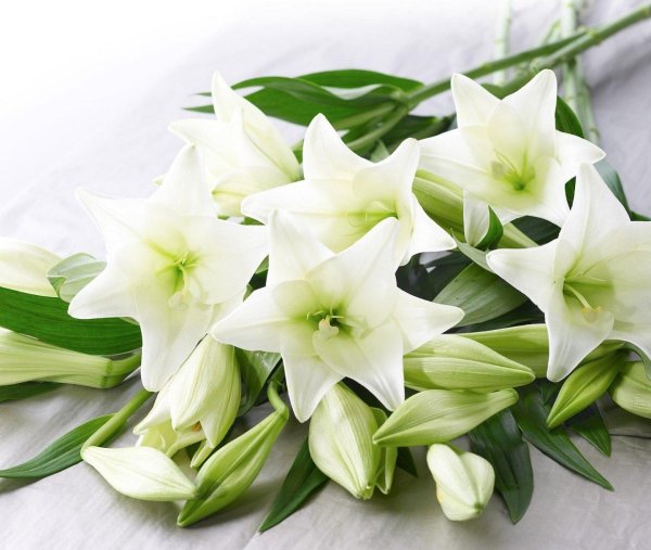 белая лилия