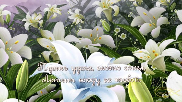 лилии цветок