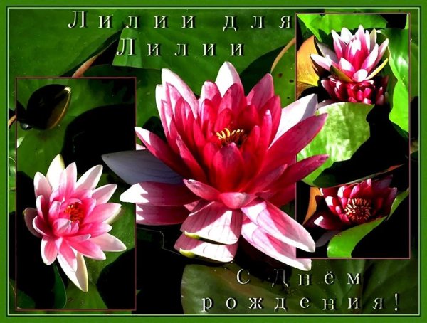 лилию с днем рождения открытки поздравления