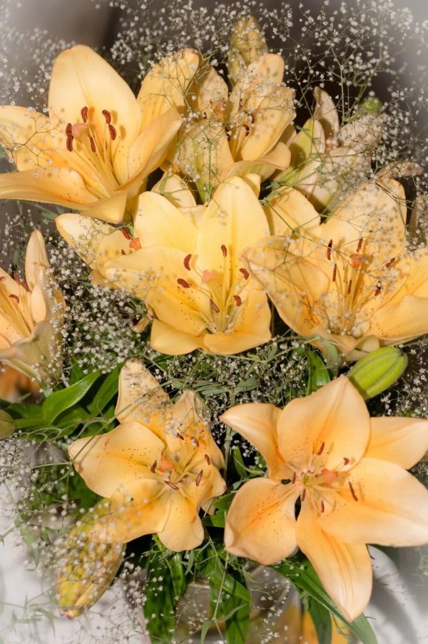 лилия менорка лагибрид