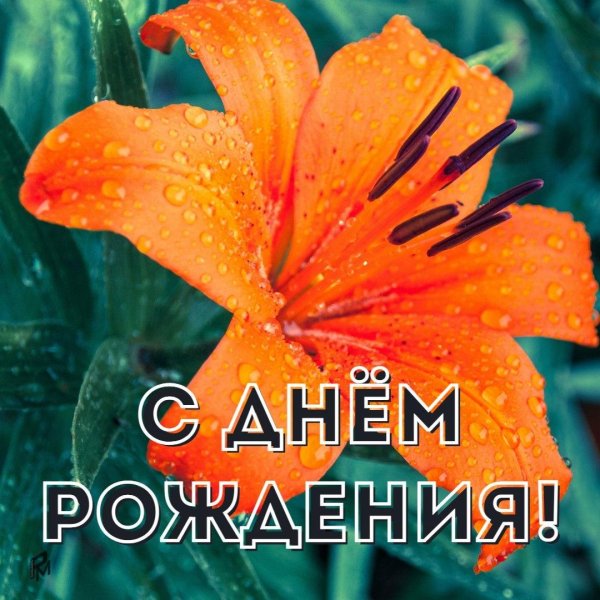 лилия тигровая оранж