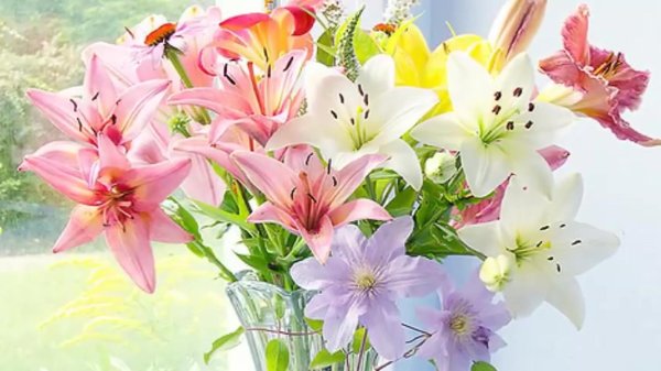 цветок лилии