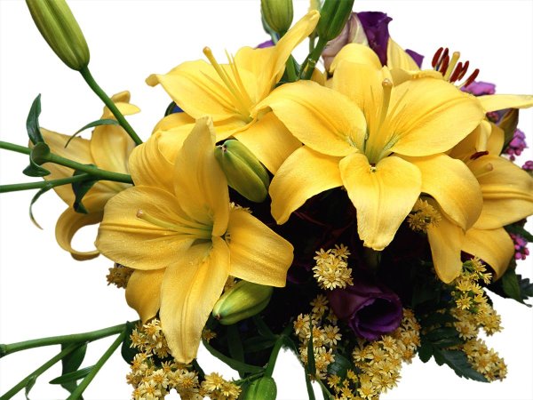 желтая лилия