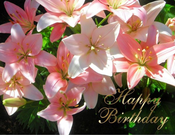 лилия фловер пинк