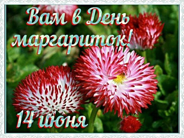 цветок маргаритка