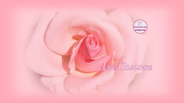 розовая роза