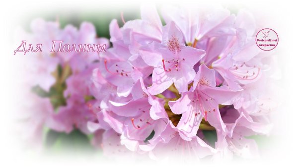 рододендрон азалия