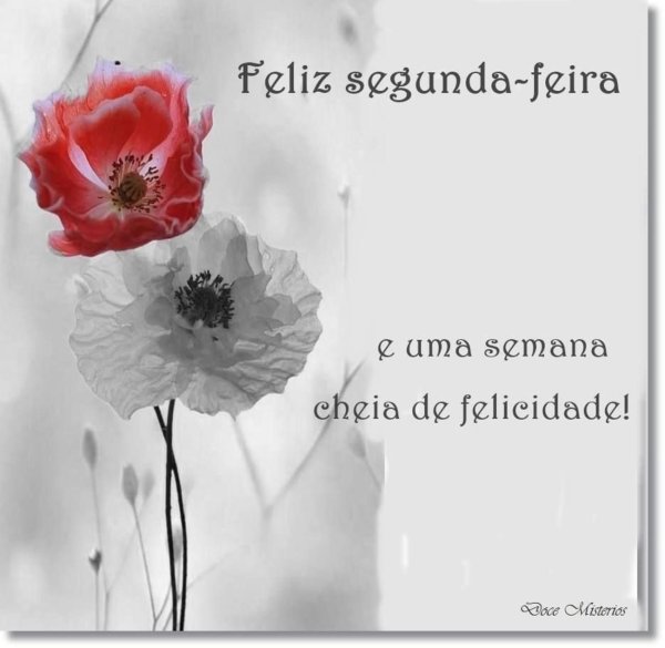 цветки мака