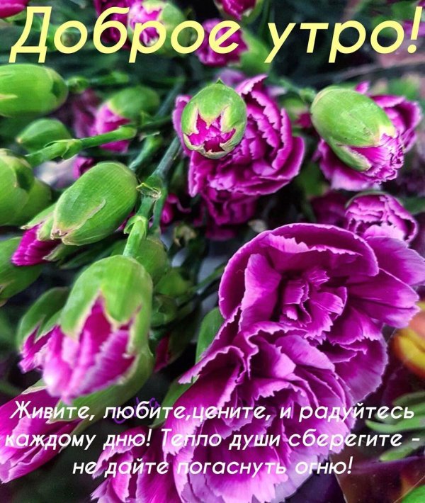 доброго утра цветы