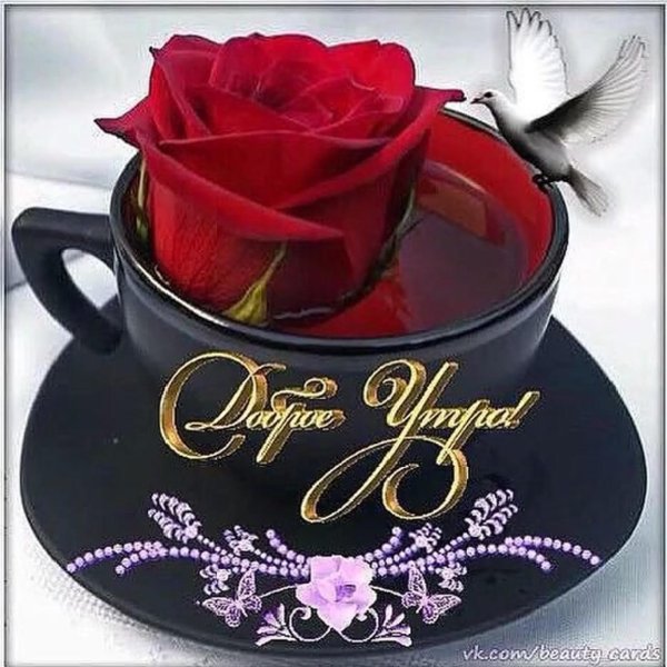 роза с добрым утром