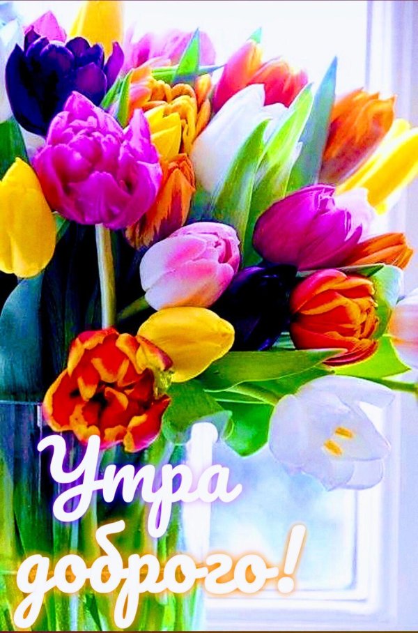 доброе утро с тюльпанами
