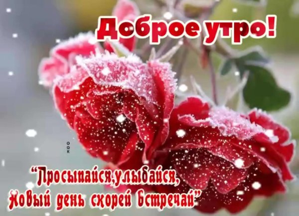 зимние цветы