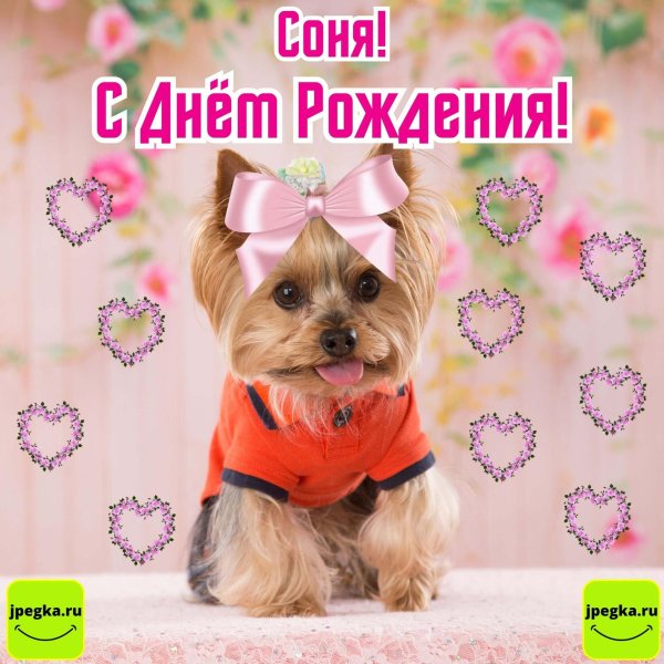 йоркширский терьер