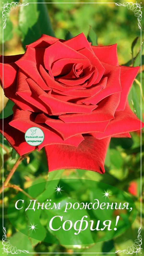 софия с днём рождения открытки красивые