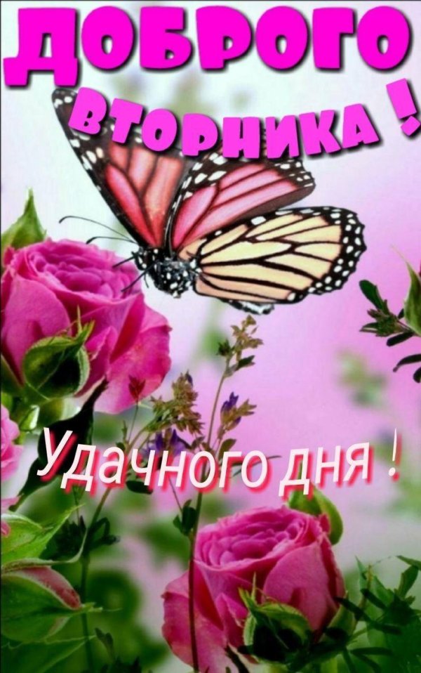 красивая цветок