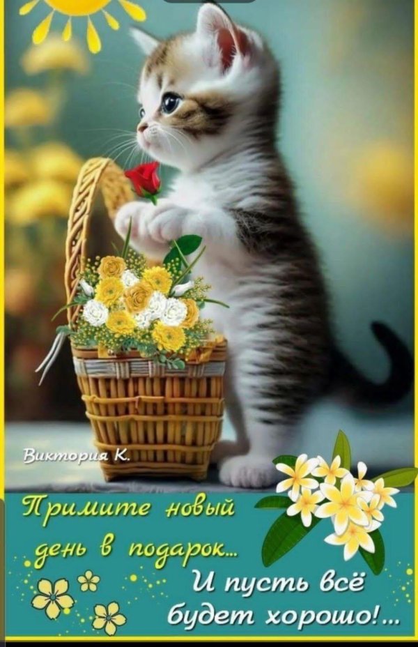 очаровательные котята