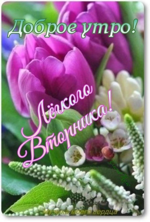 доброе утро вторник красивые