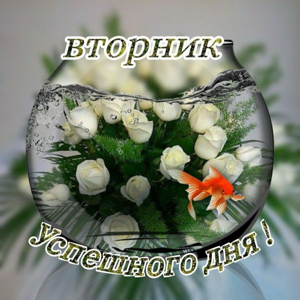 успешного вторника