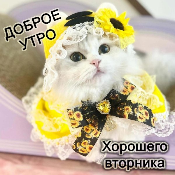 великолепного вторника