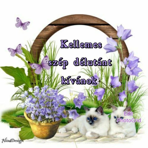 бирманская кошка