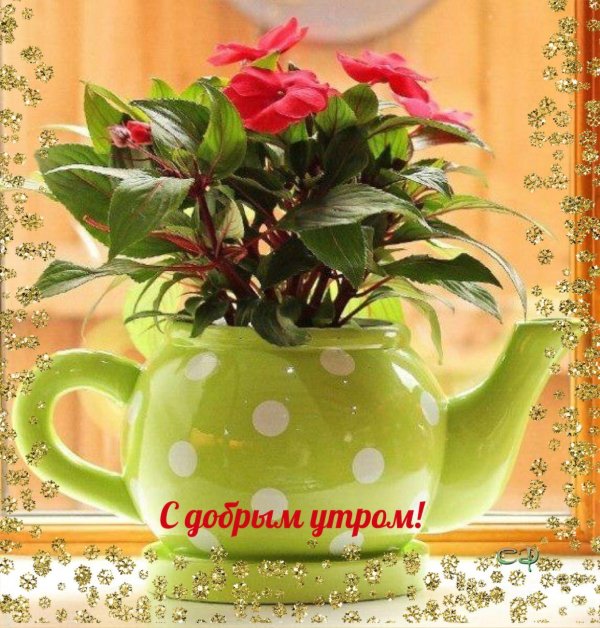 цветы в чашке