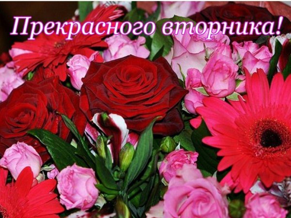 поздравление со вторником