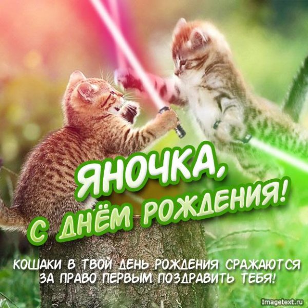 котята дерутся