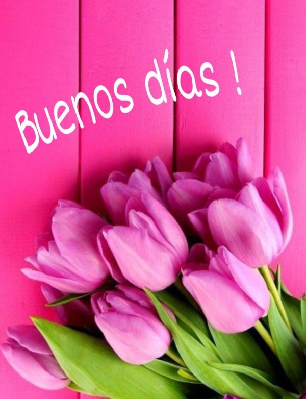 цветок тюльпан