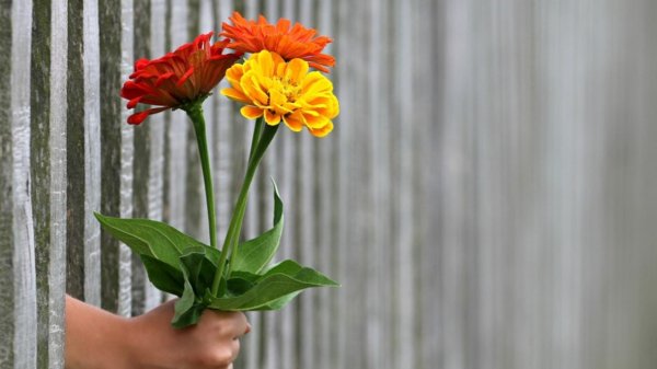 цветок в руках