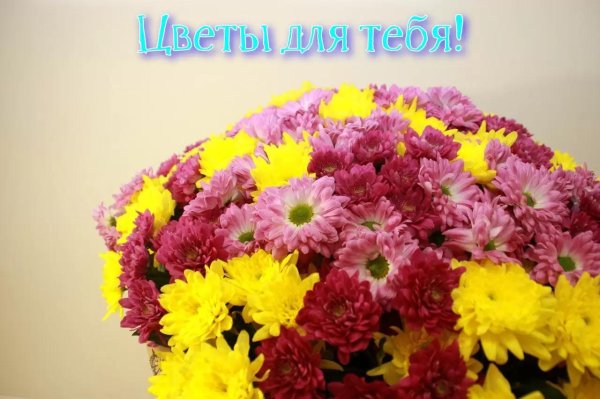 хризантема кустовая микс