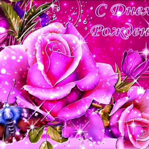 розовая роза