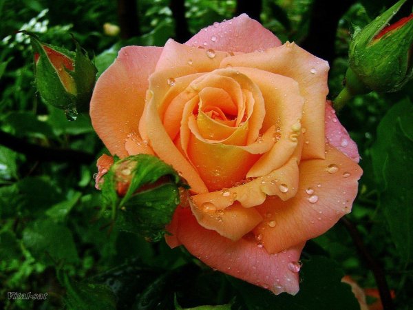 чайная роза