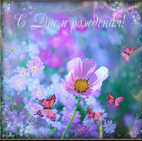 космея луговая