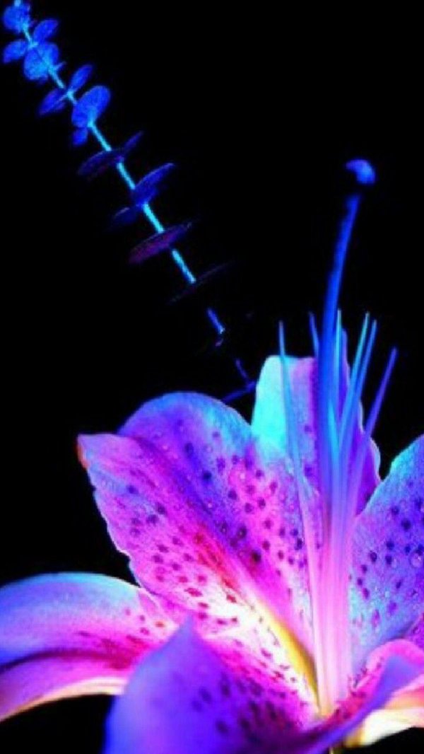 неоновая лилия