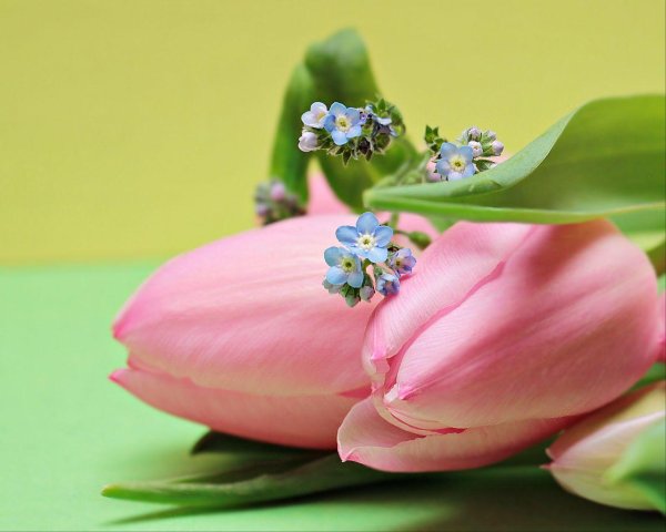 незабудка луговая