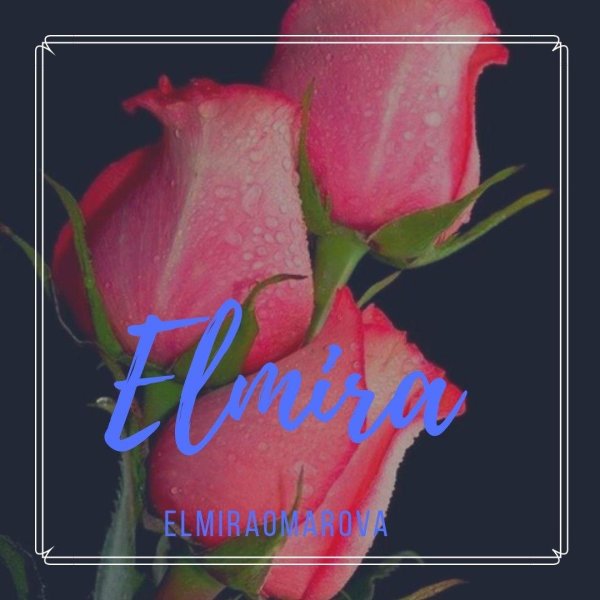 распускающаяся роза