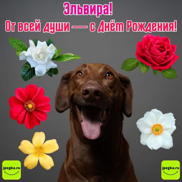 лабрадор шоколадный