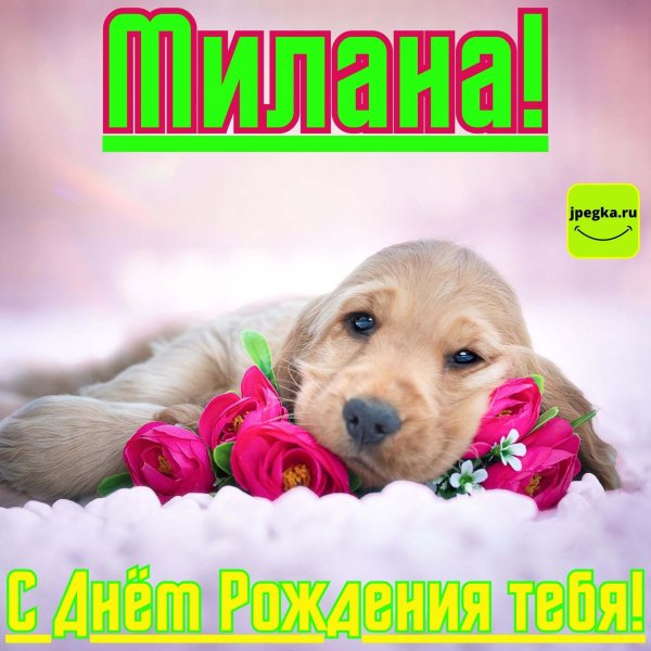 щенок с цветами