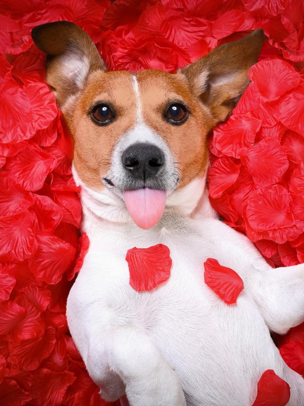 джекрасселтерьер красный