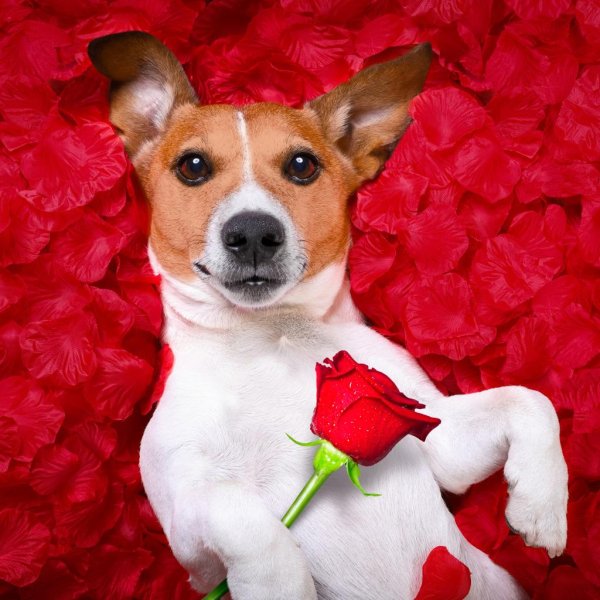 джек рассел