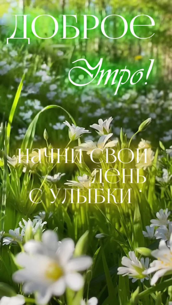 ромашки доброе утро
