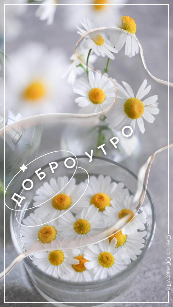 ромашки вдохновение