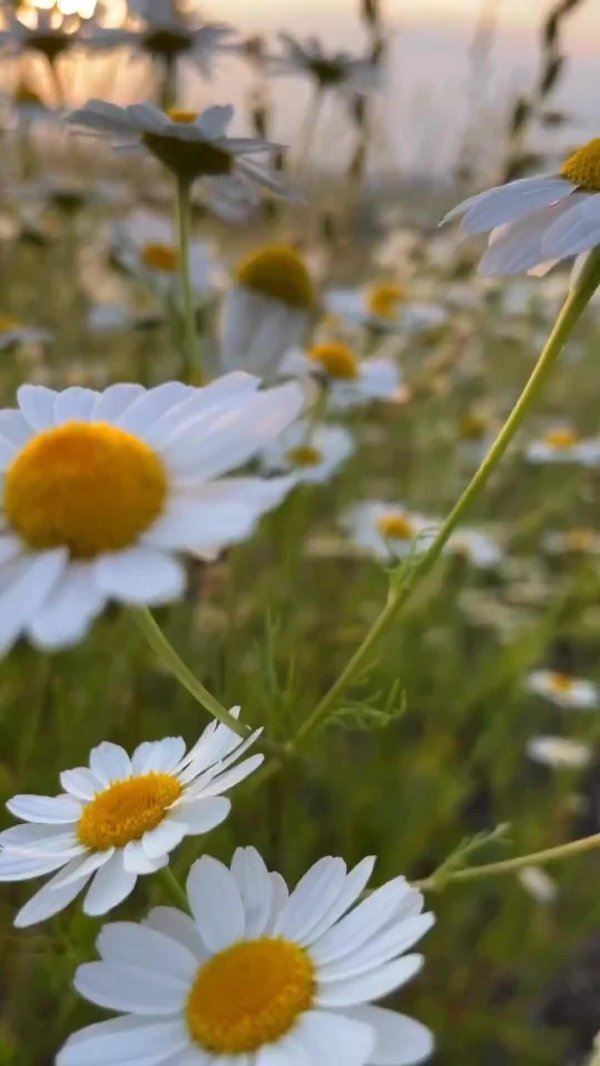 полевой цветок