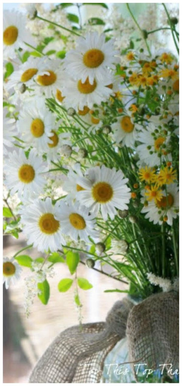 ромашка полевая