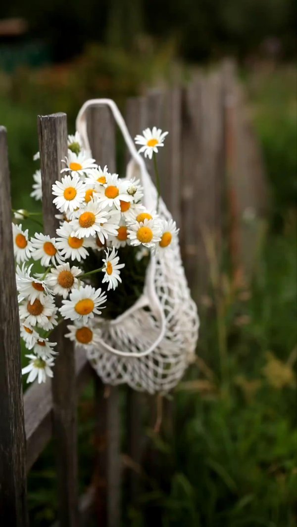 ромашка красивая