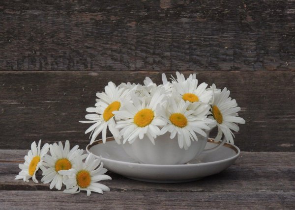 утренний букет ромашек